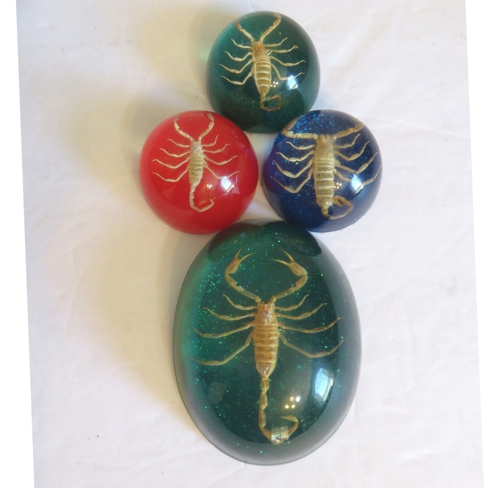 Vintage Real Scorpion‎ Resin Paperweight Set Glitter Taxidermy Oddities 4pc